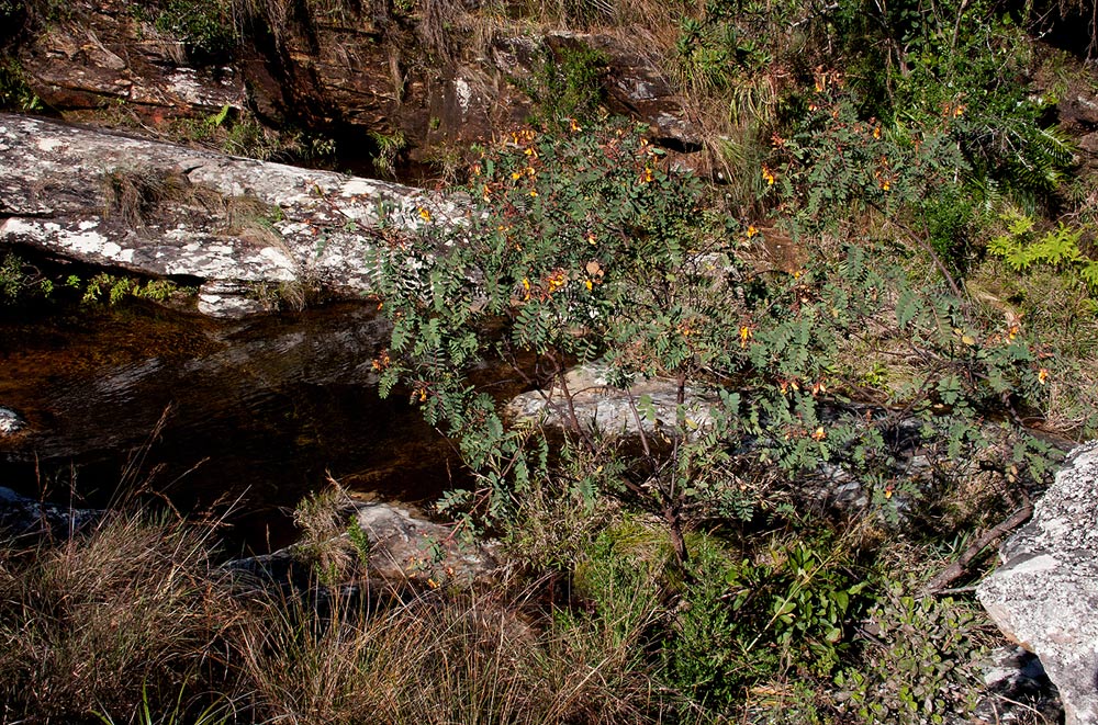 Aeschynomene megalophylla