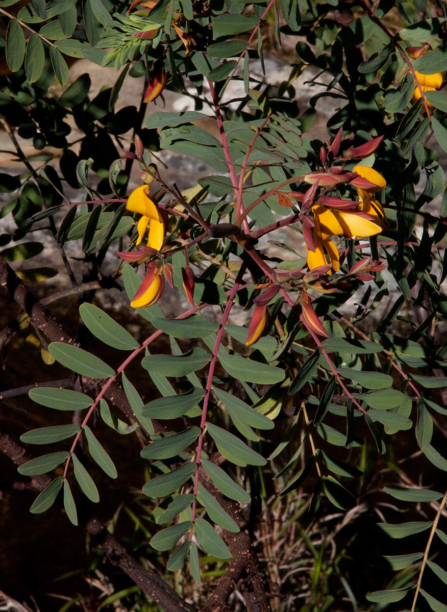 Aeschynomene megalophylla