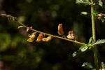 Aeschynomene mimosifolia