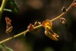 Aeschynomene mimosifolia