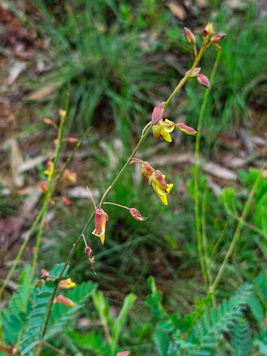 Aeschynomene nyassana