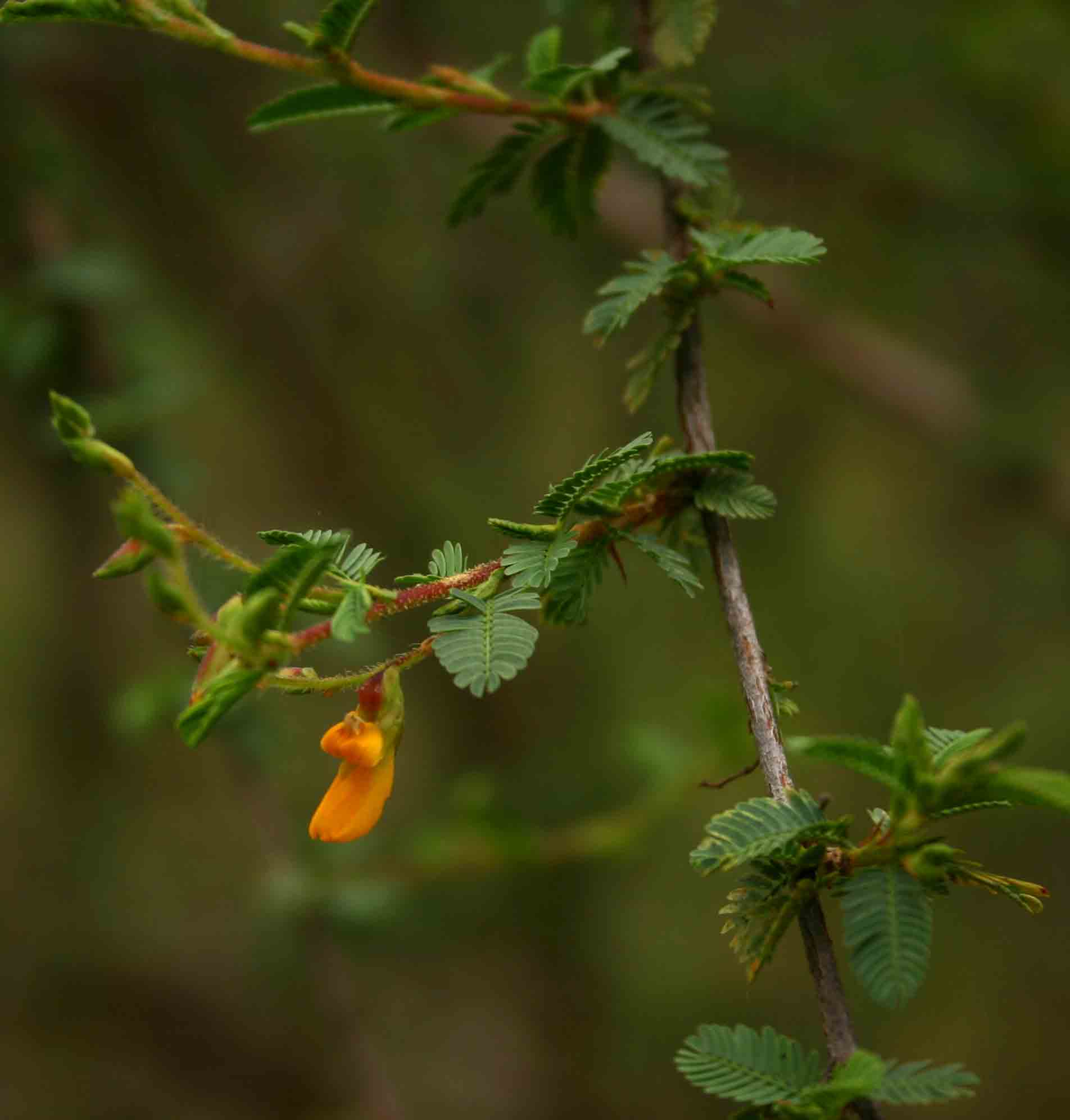 Aeschynomene schliebenii var. mossambicensis