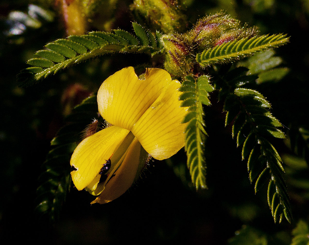 Kotschya thymodora subsp. thymodora