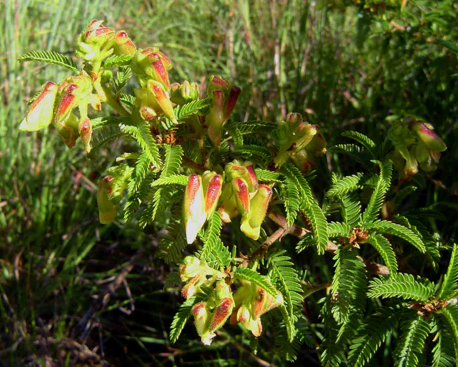 Kotschya thymodora subsp. thymodora