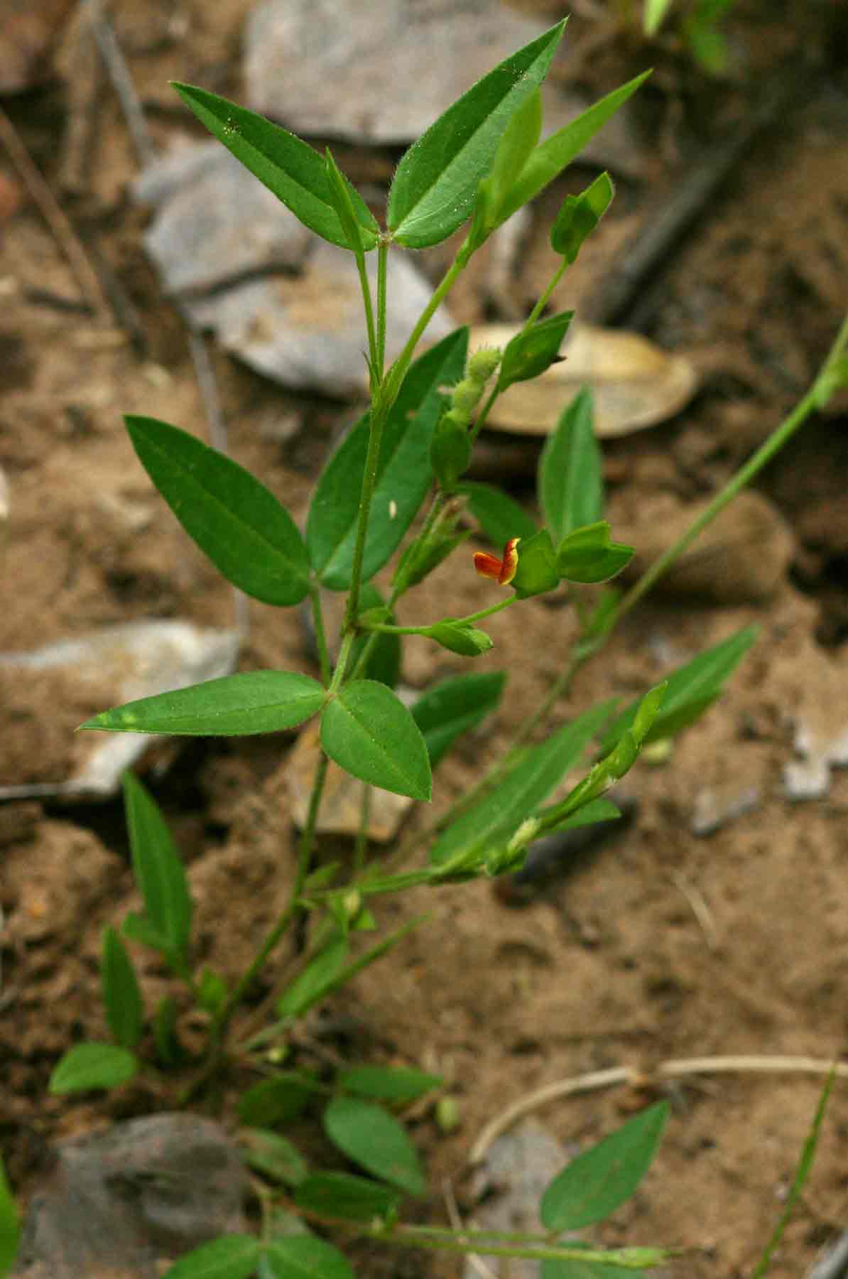 Zornia glochidiata
