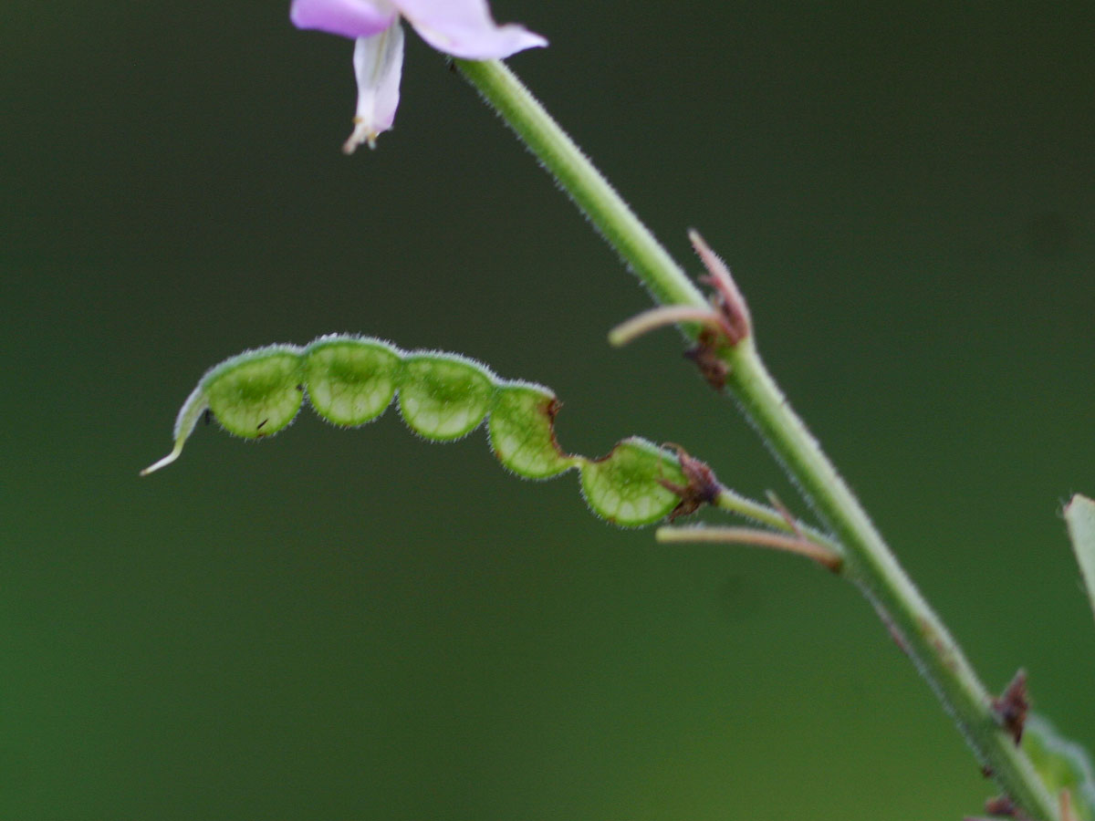 Pleurolobus gangeticus