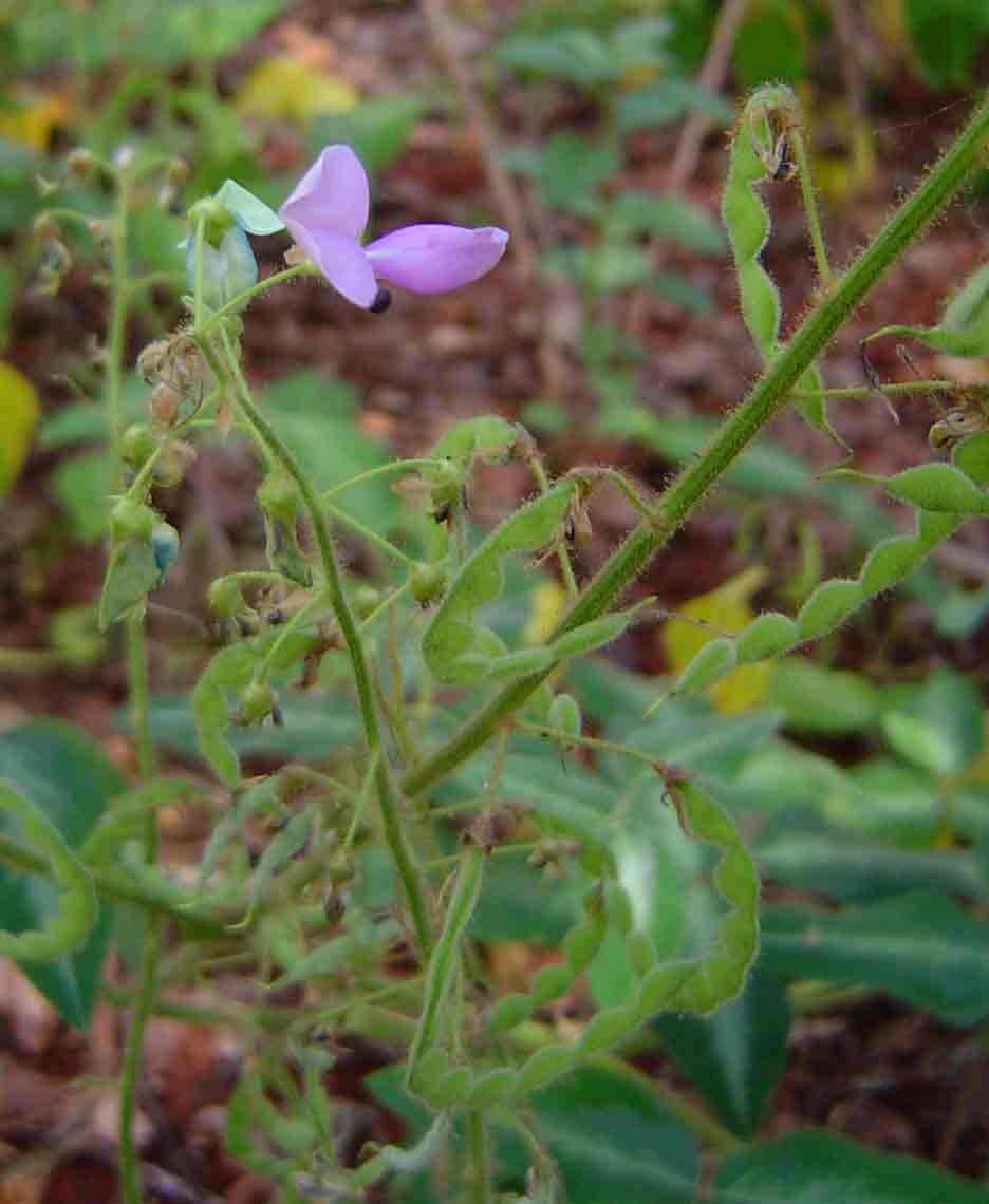 Desmodium uncinatum