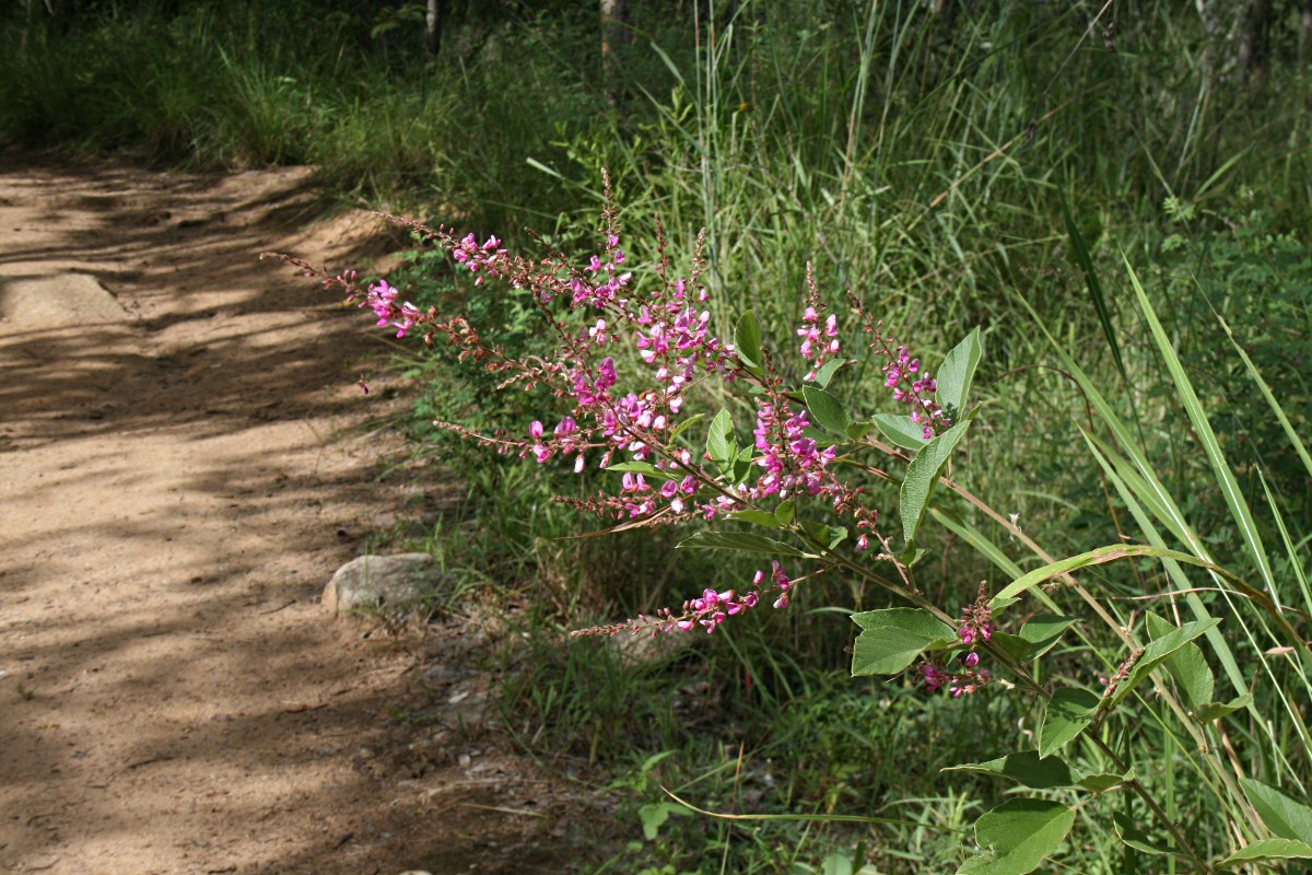 Pseudarthria hookeri var. hookeri