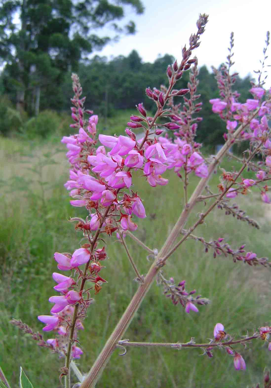 Pseudarthria hookeri var. hookeri