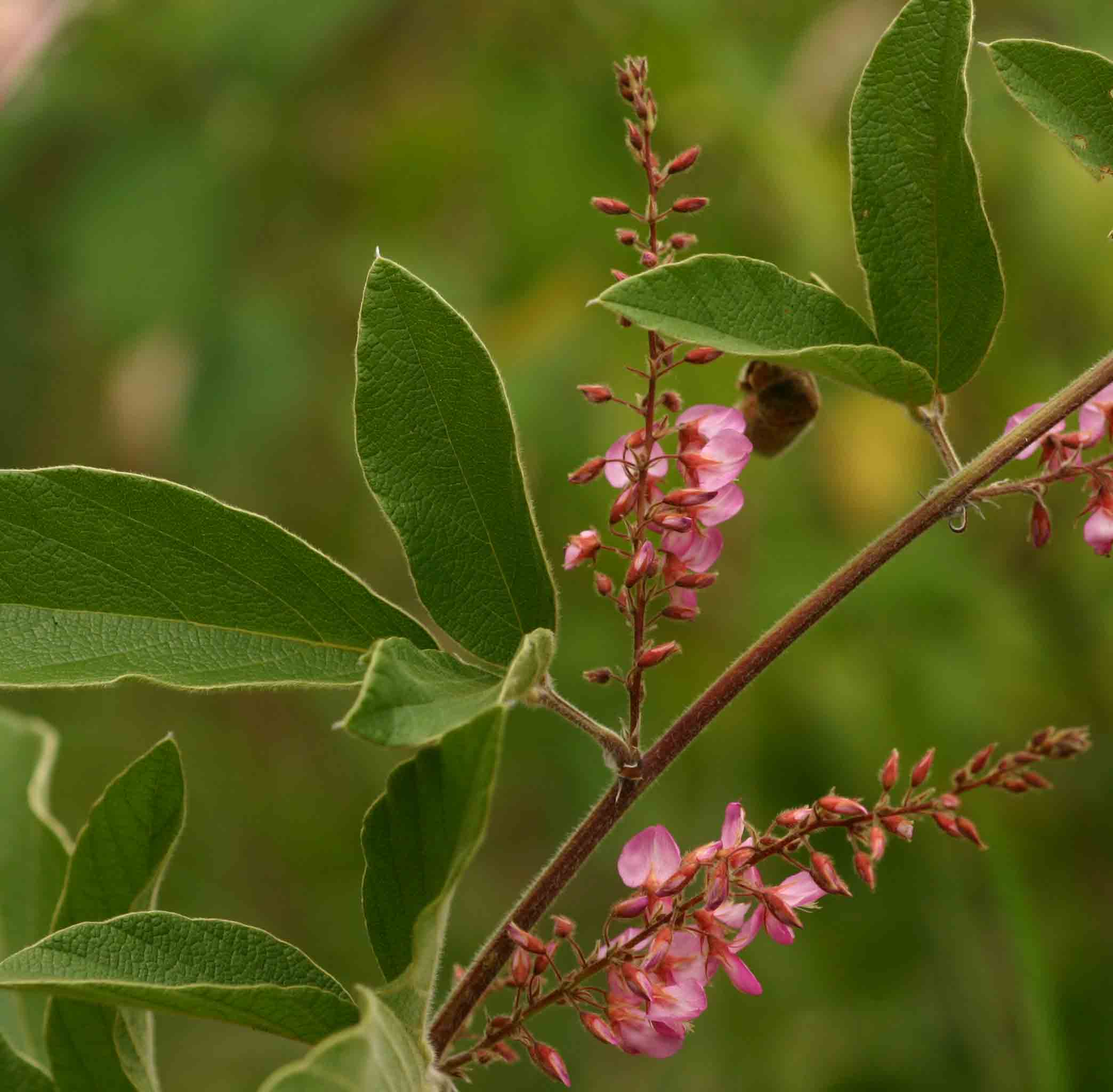 Pseudarthria hookeri var. hookeri