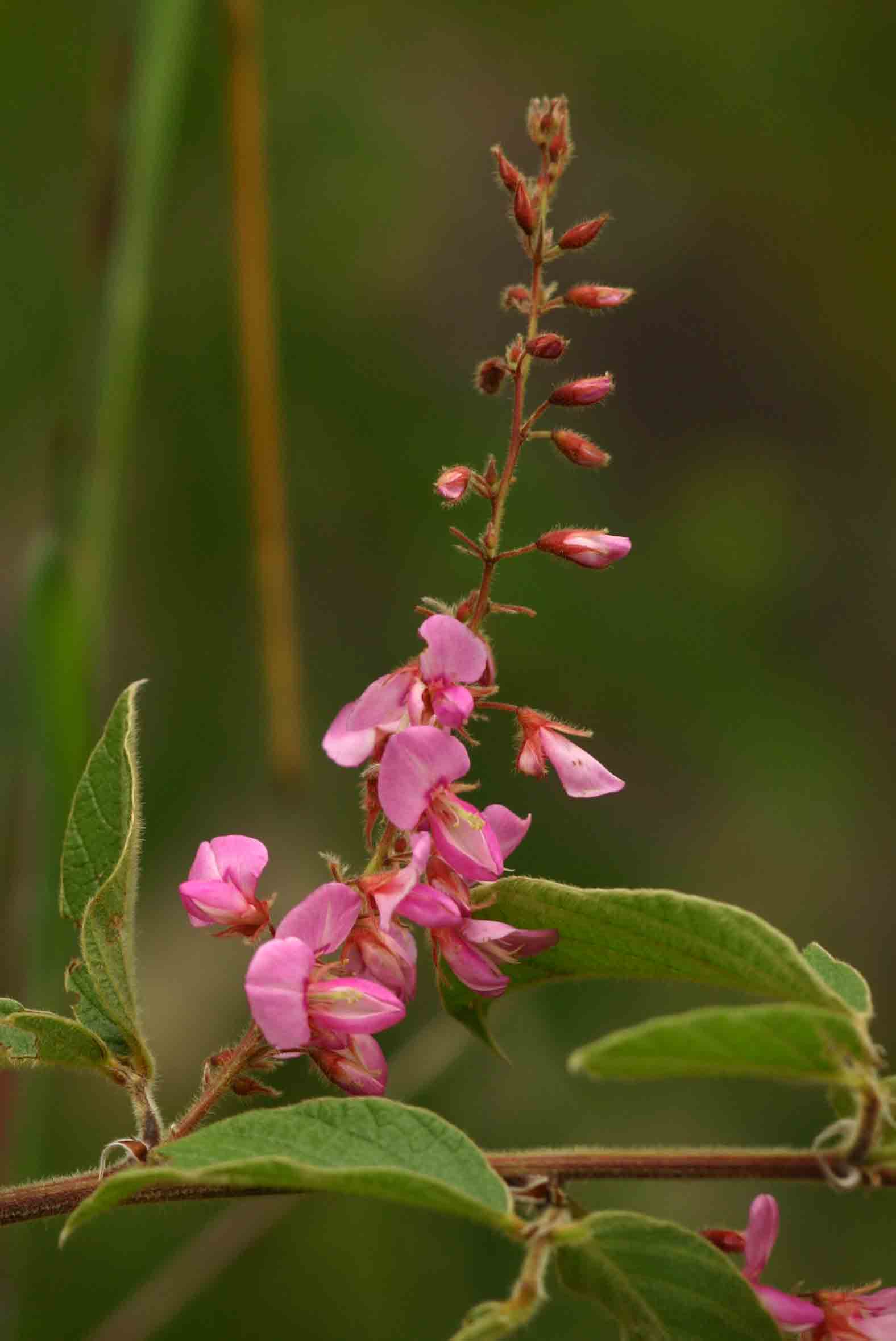 Pseudarthria hookeri var. hookeri