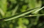 Alysicarpus glumaceus subsp. glumaceus