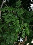 Dalbergia arbutifolia subsp. arbutifolia