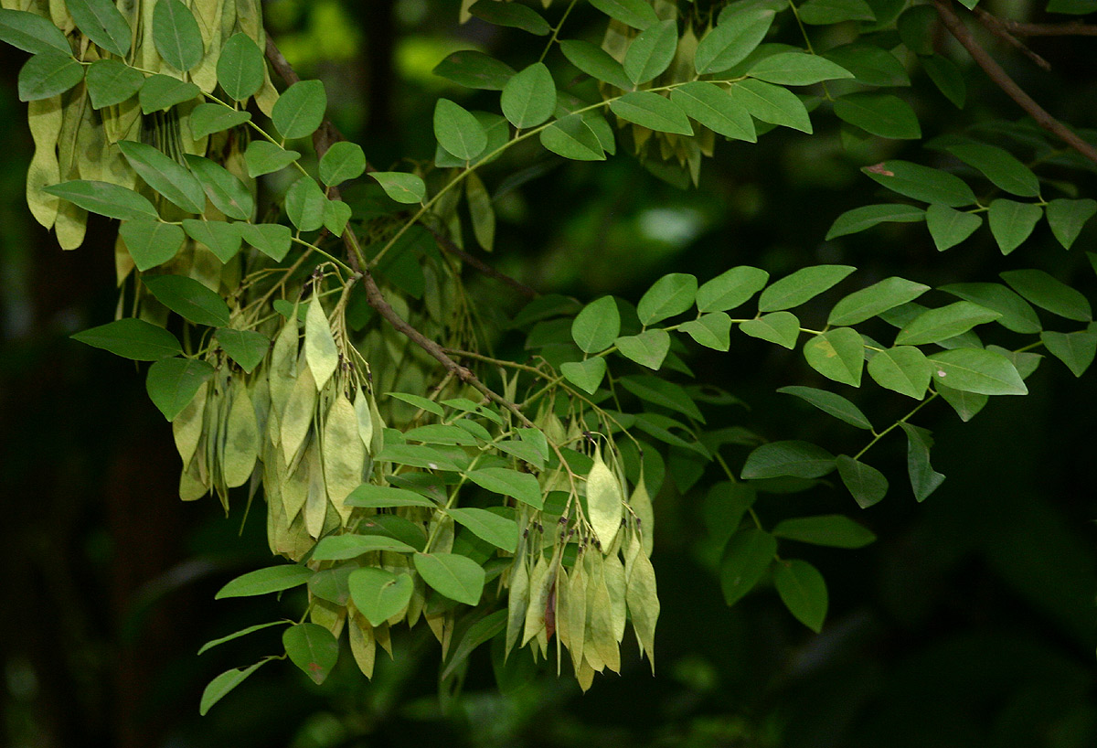 Dalbergia boehmii subsp. boehmii