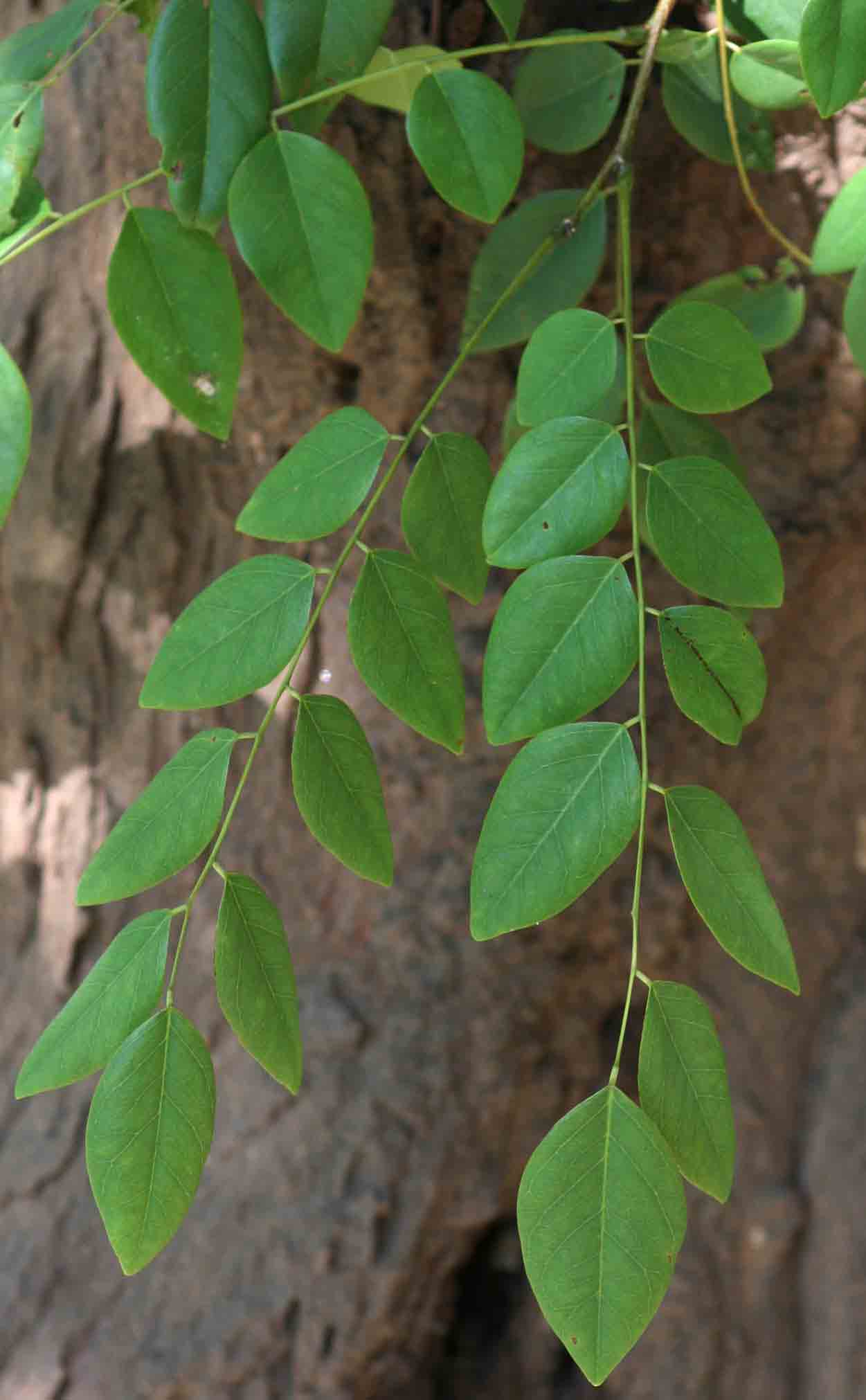 Dalbergia boehmii subsp. boehmii