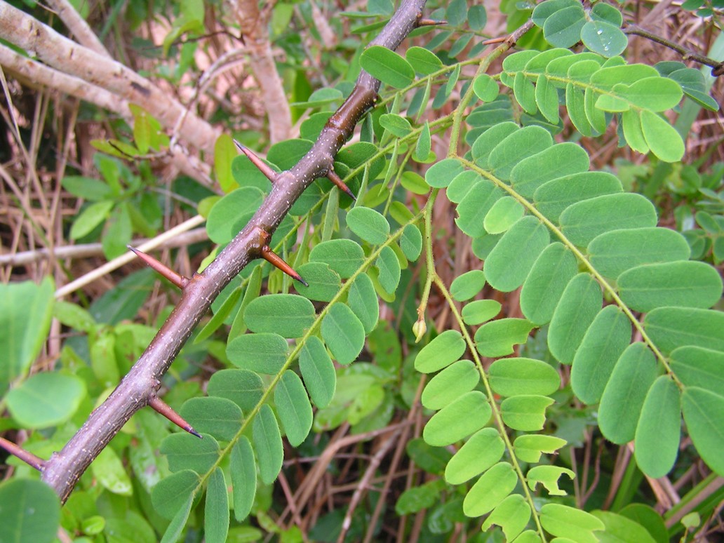 Dalbergia fischeri Dalbergia fischeri