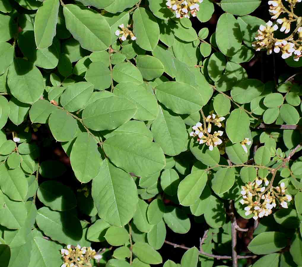 Dalbergia martinii Dalbergia martinii