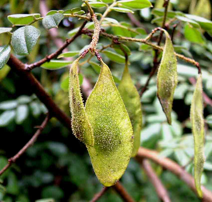 Dalbergia martinii Dalbergia martinii