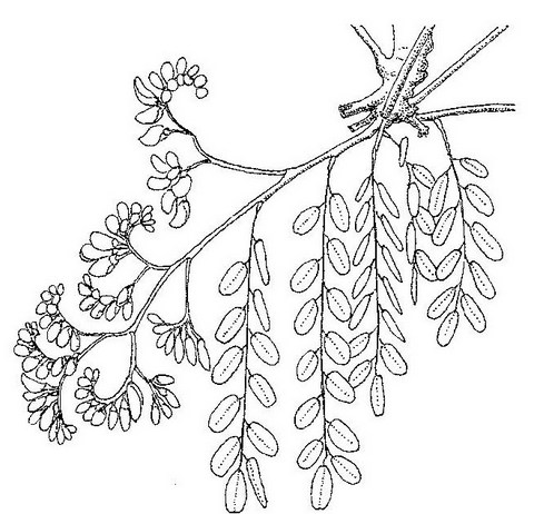 Dalbergia melanoxylon