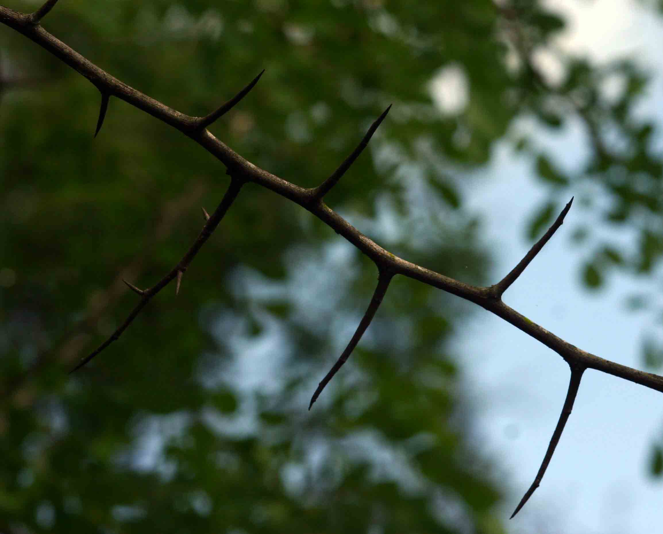 Dalbergia melanoxylon Dalbergia melanoxylon