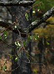 Dalbergia nitidula