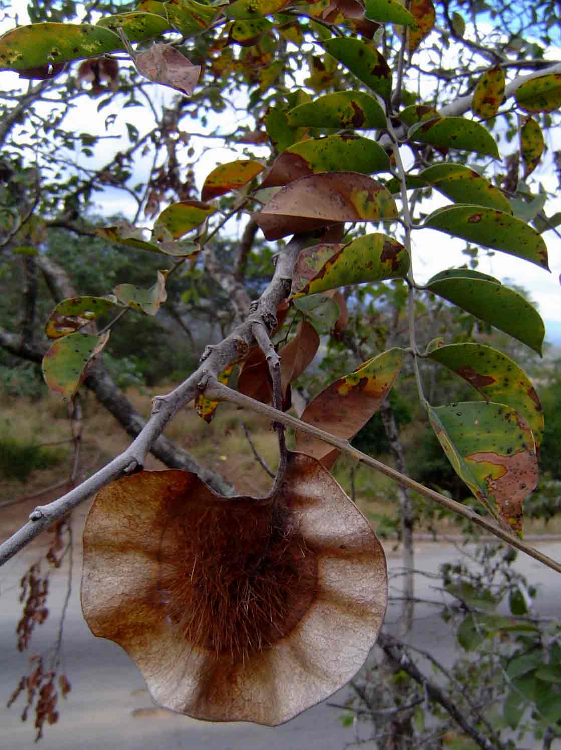 Pterocarpus angolensis