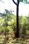 Pterocarpus angolensis