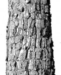Pterocarpus angolensis