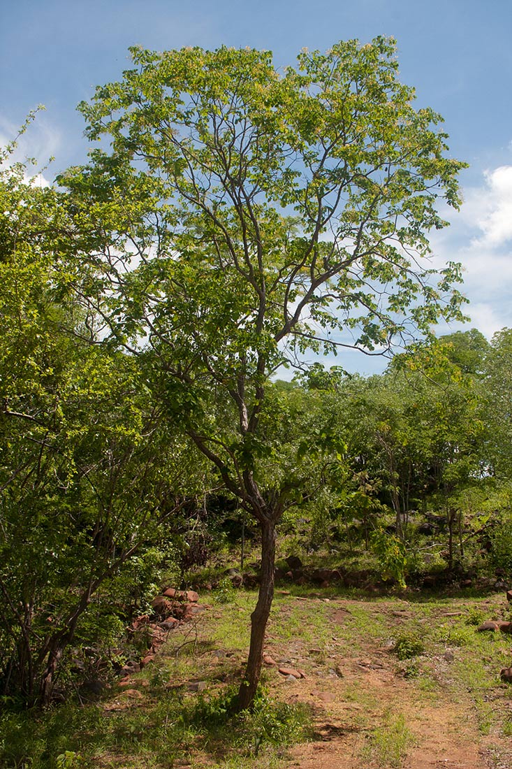 Pterocarpus brenanii