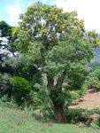 Pterocarpus rotundifolius subsp. rotundifolius