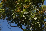 Pterocarpus rotundifolius subsp. rotundifolius