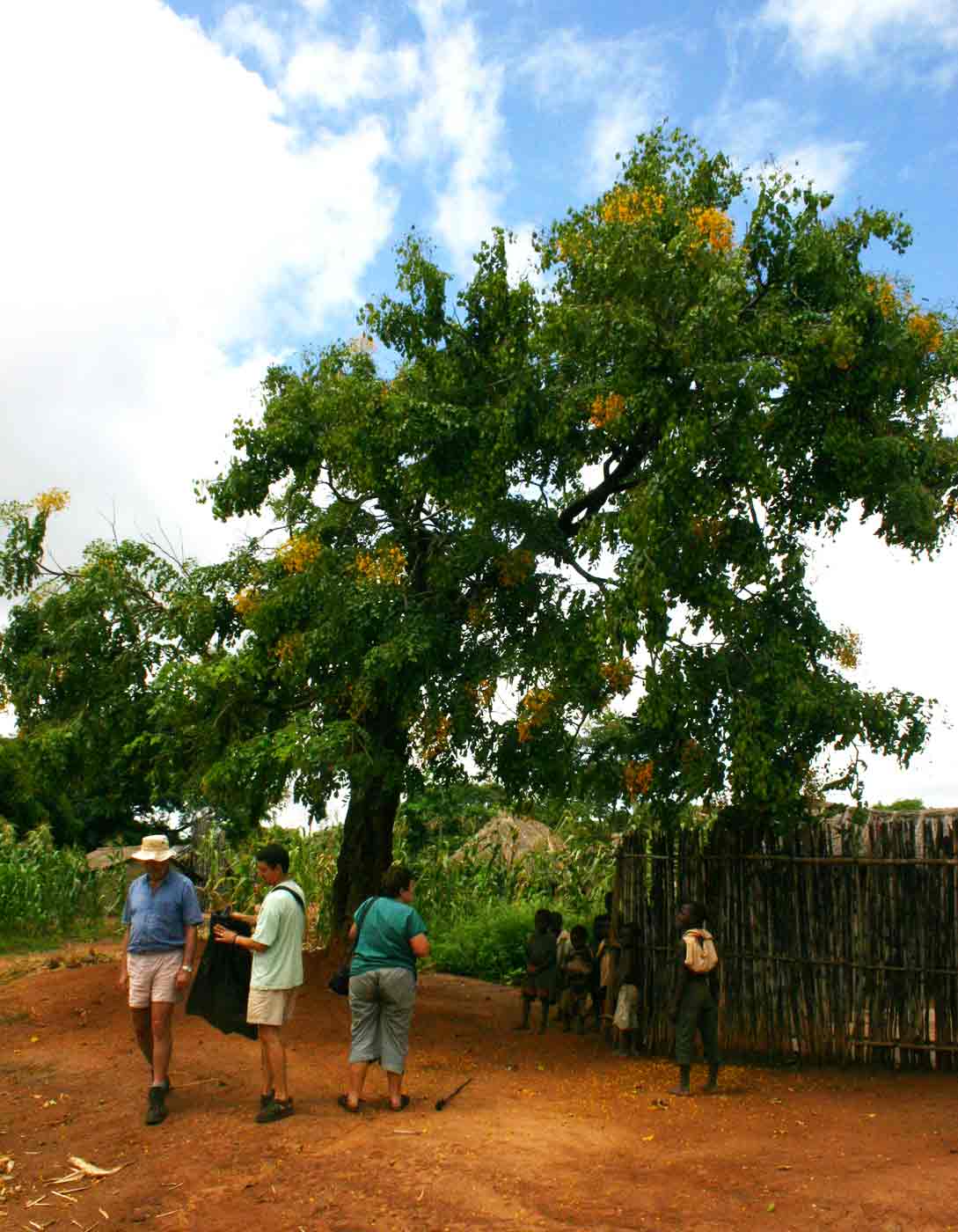 Pterocarpus rotundifolius subsp. polyanthus