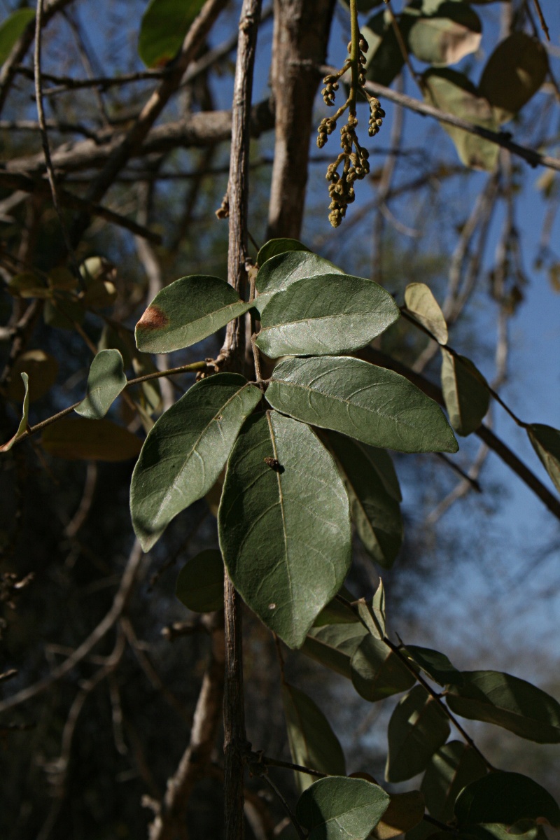 Philenoptera bussei Philenoptera bussei