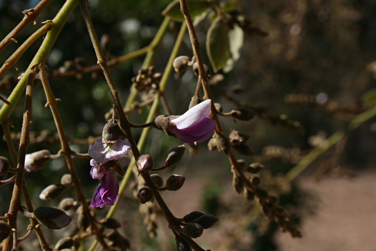 Philenoptera bussei Philenoptera bussei
