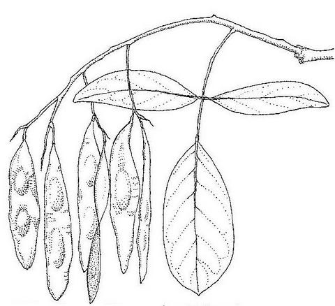 Philenoptera violacea