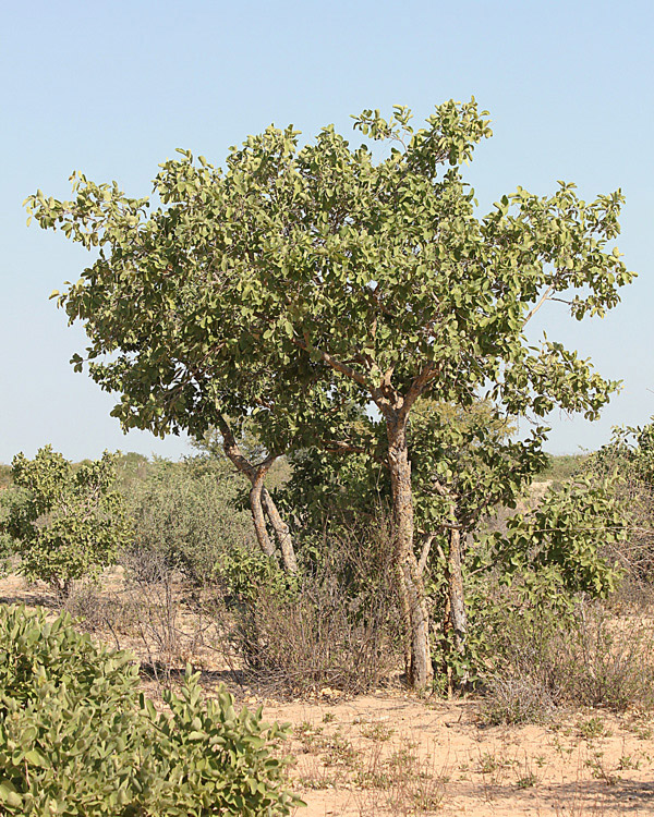 Philenoptera nelsii Philenoptera nelsii