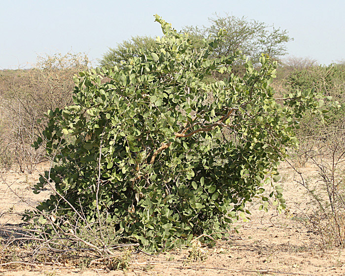 Philenoptera nelsii Philenoptera nelsii