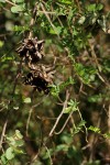 Abrus precatorius subsp. africanus