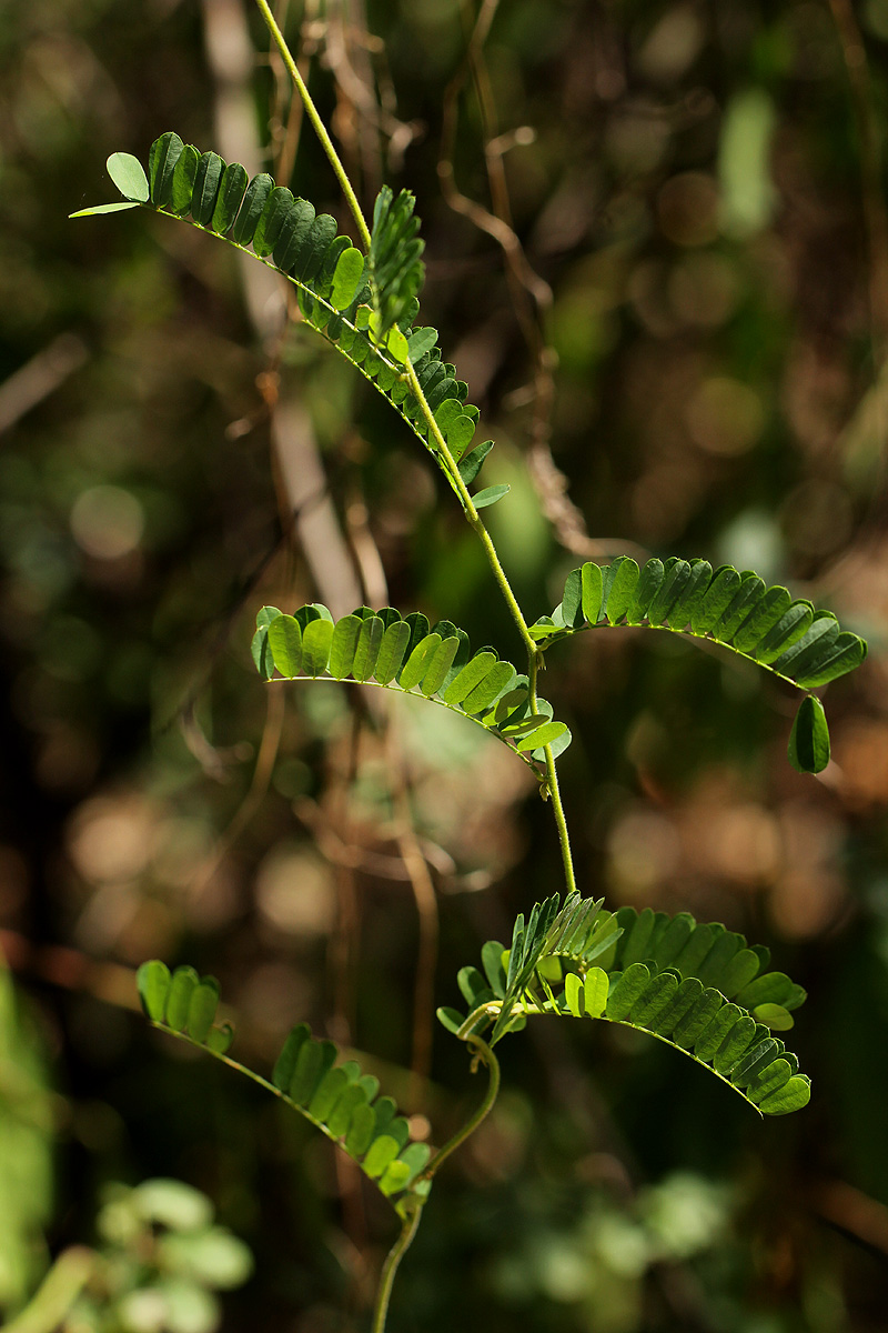 Abrus precatorius subsp. africanus