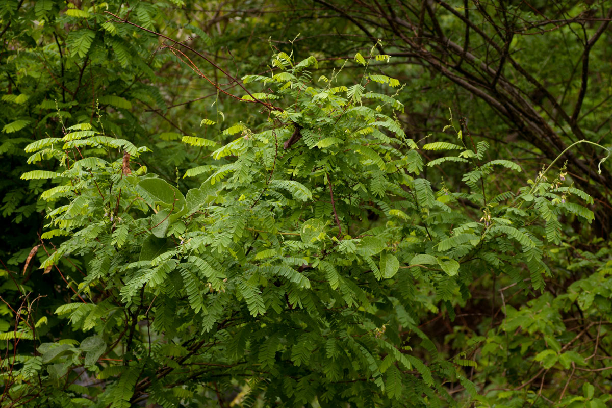Abrus schimperi subsp. oblongus