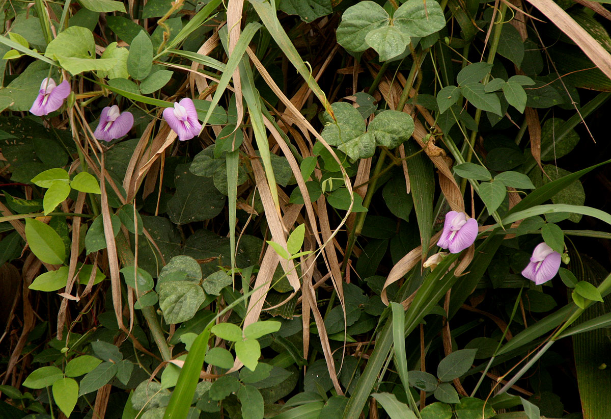 Centrosema pubescens