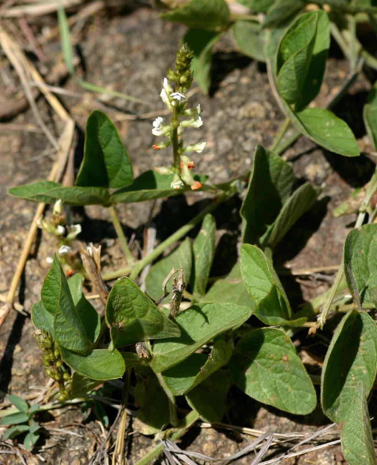 Neonotonia wightii subsp. wightii var. longicauda