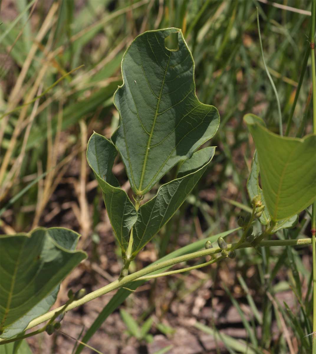 Neorautanenia brachypus