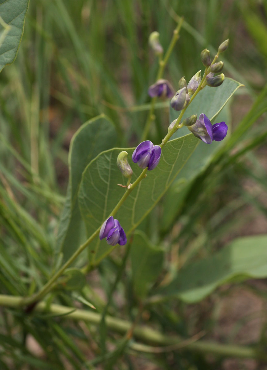 Neorautanenia brachypus