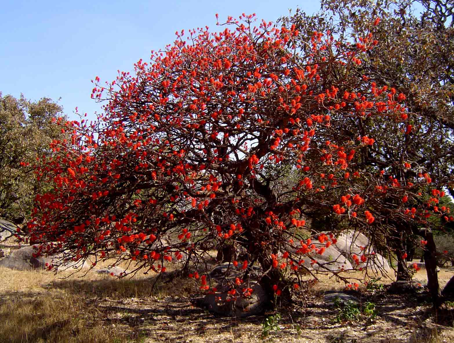 Erythrina abyssinica