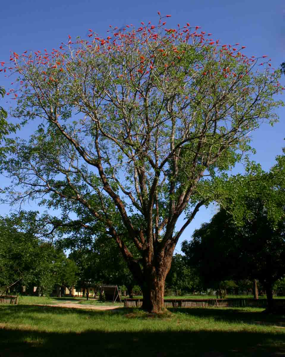 Erythrina livingstoniana