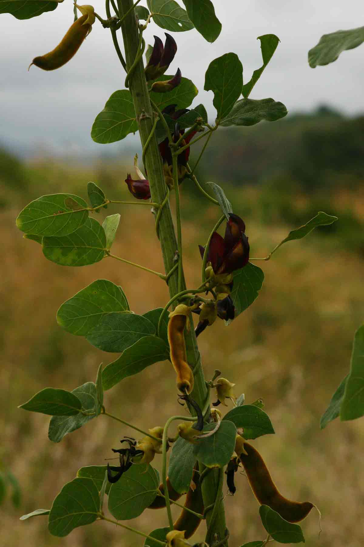 Mucuna coriacea subsp. irritans Mucuna coriacea subsp. irritans