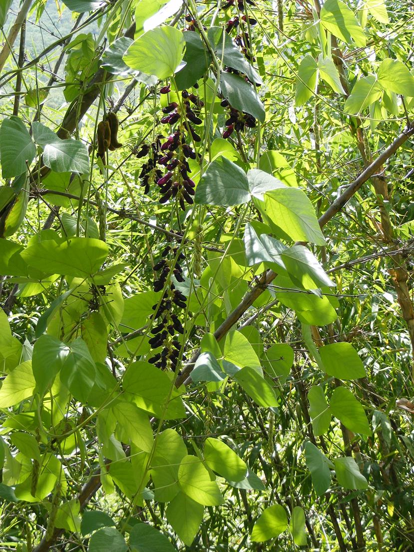 Mucuna pruriens var. pruriens