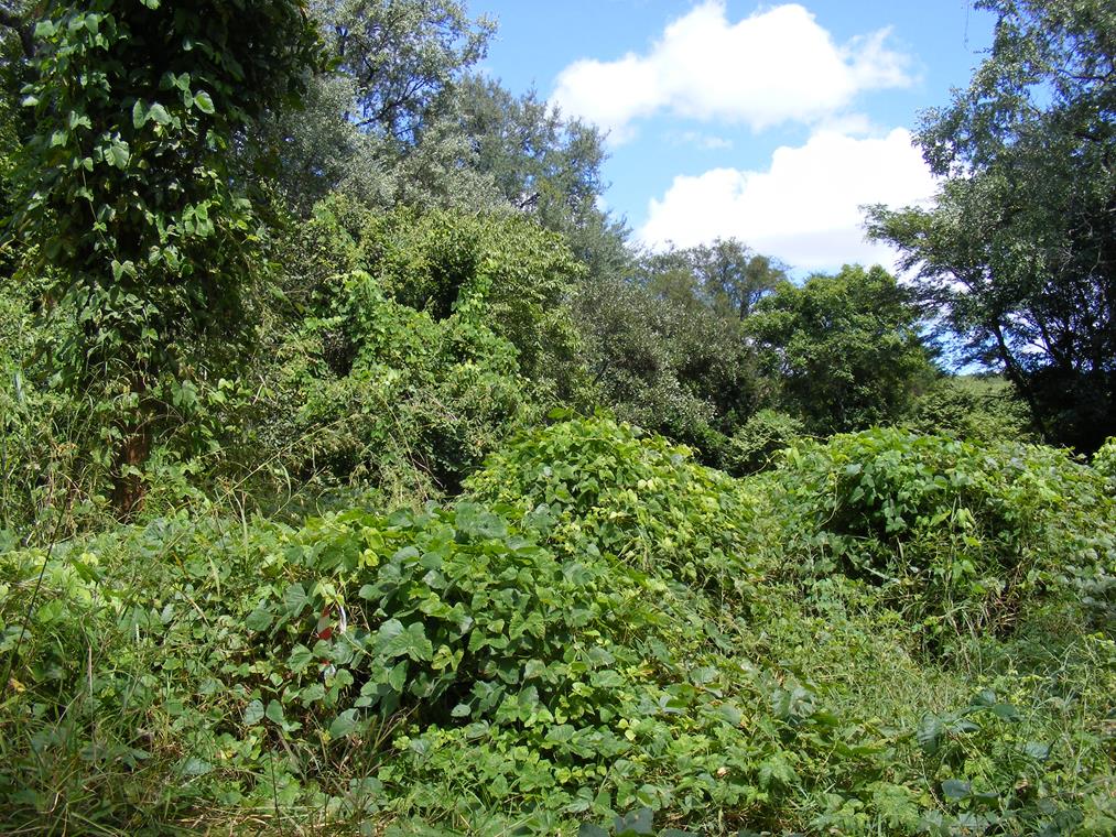 Mucuna pruriens var. pruriens Mucuna pruriens var. pruriens