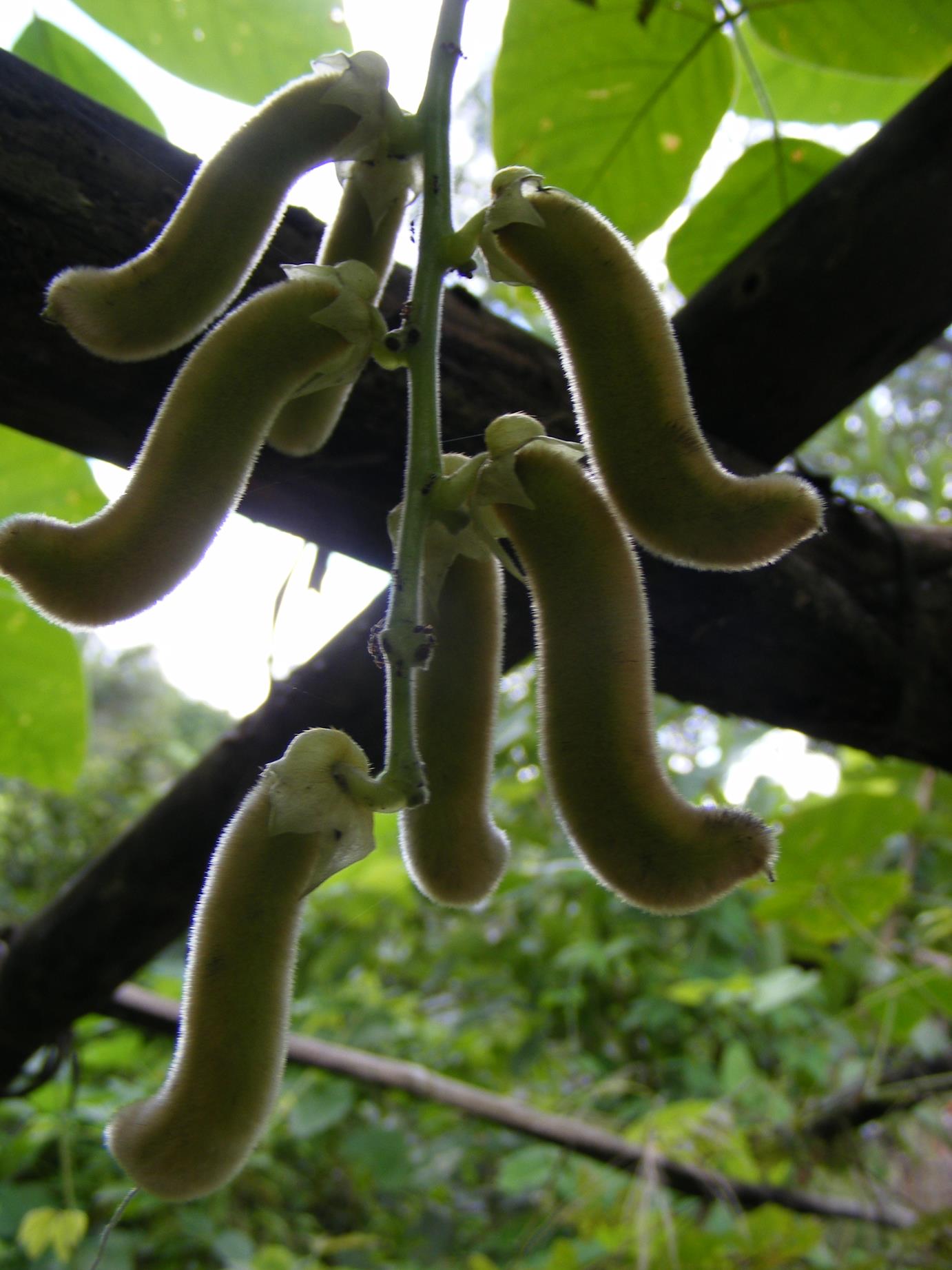 Mucuna pruriens var. pruriens